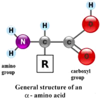 Aminoacids basic structure