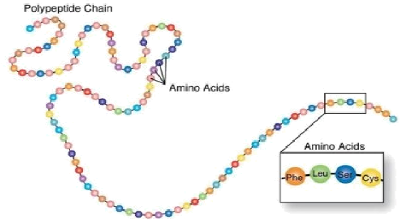 Aminoacids Chain