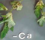 Ca Deficiency Symptoms