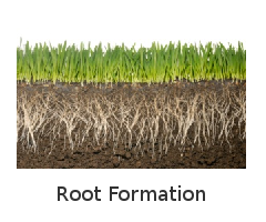 Root Formation